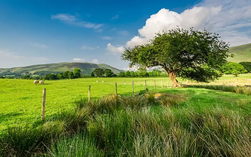 Irish Countryside farm